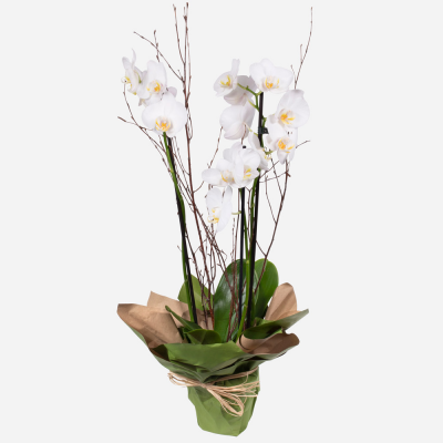 Orchid Plant
 Product Image